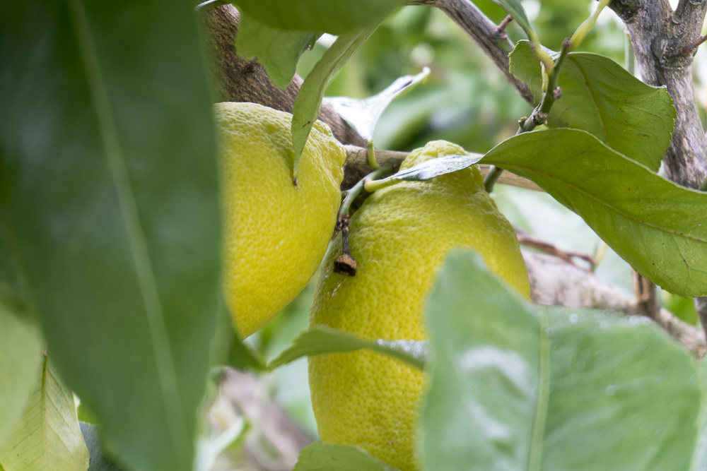 Agricultura. Detalle rama de limonero con frutos