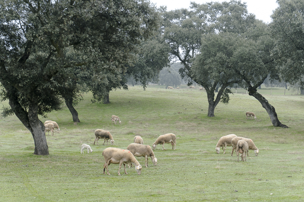 Ganadería: grupo de ovejas pastando 