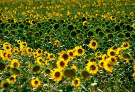 Agricultura y pesca. Cultivo de girasoles