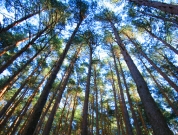 Energía de la Biomasa. Monte alto de pinar