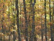 Energía de la Biomasa. Bosque de quercus para uso energético