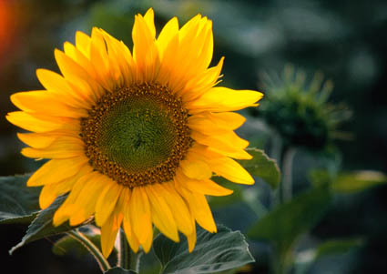 vista frontal en primer plano de un girasol amarillo abierto, con alto colorido 